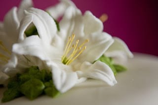 A close up of a flower